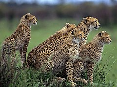 Anticipation, Cheetahs, Africa